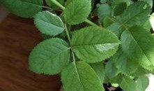 树叶白姨最新爆料,娱乐圈最新爆料大起底